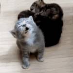 BUTTERcat34