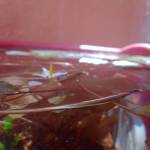 Praveen