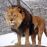 mike mike