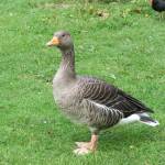 GooseGirl