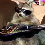 Raccoon101
