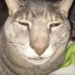 Shimmydimmy