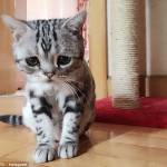 PURRKAT