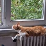 Hellobabycat