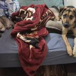 Brandon Jenner